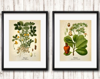 Peanut Cashew Botanical Prints, Antique Kitchen Wall Art, Set of 2