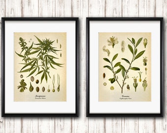 Marijuana, Cocaine Drug vintage botanical set of 2 Posters, Kitchen Wall art, Fine art prints, Antique Botanical art Home Wall Art decor