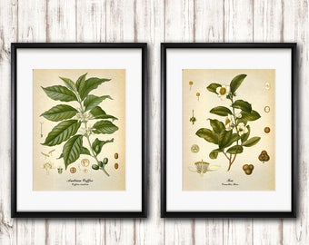 Coffee, Tea vintage botanical Prints set of 2, Kitchen Wall art, Fine art posters, Botanical art Coffee Arabica Tea Home Wall Art decor