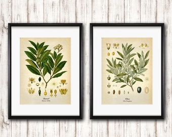 Laurel, Olive set of 2 vintage botanical  Prints, Kitchen Wall art, Bay, Olive plant Botanical art, Fine art posters, Home Wall Art decor