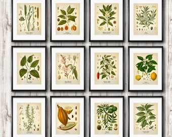 Botanical Art set of 12 vintage botanical prints, Kitchen Wall decor, Herb Spice Antique illustration, Fine art prints, Home decor Wall art