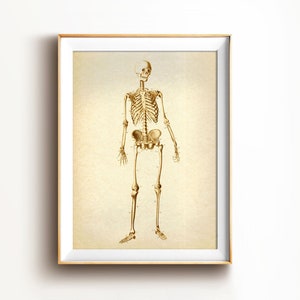 Human Skeleton print, Skeleton vintage poster, human anatomy wall decor, skeleton anatomy antique illustration, skeleton science art print image 1