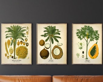 Set of 3 vintage botanical posters, Palm, Coconut, Papaya Tree Wall decor, Tropical plant Antique illustrations, Fine art prints, Home decor