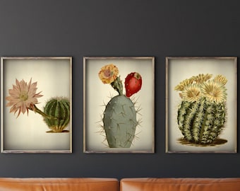 Botanical set of 3 vintage cacti posters, Cactus Wall decor, Vintage plant Antique illustrations, Fine art prints, Home decor Wall art