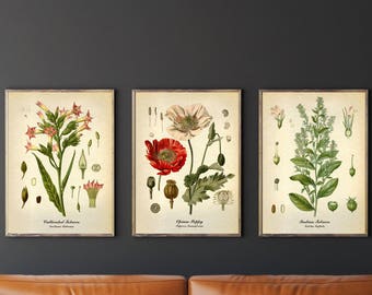 Tobacco, Opium Botanical set of 3 vintage botanical prints, Herbs Kitchen Wall decor, Opium Poppy, Nicotine plant Antique illustrations