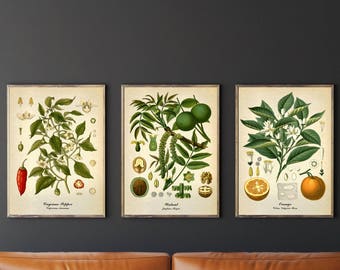 Botanical set of 3 vintage botanical print, Kitchen Wall decor, Antique Pepper Walnut Orange plant illustration, Fine art prints, wall decor