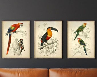 Tropical Birds - set of 3 vintage Bird posters, Toucan, Parrot, Macaw antique illustrations, Tropical birds prints, Tropical life wall art