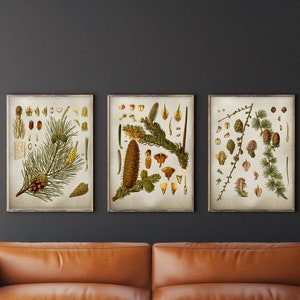 Op de afbeelding: Drie vintage botanische illustraties van dennentakken en kegels. De illustraties zijn in tinten groen, bruin en geel en zijn gedrukt op een cr&egrave;mekleurige achtergrond.