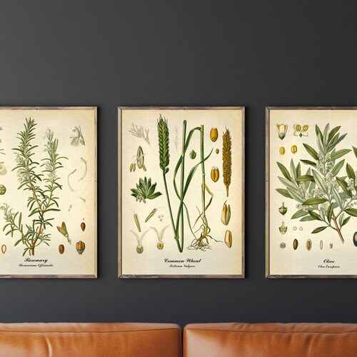 Botanical Art Set of 6 Vintage Botanical Prints Kitchen Etsy