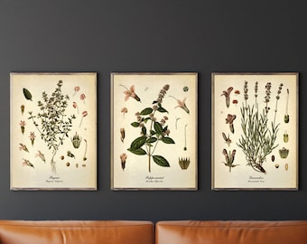 Botanical set of 3 vintage prints, Kitchen Wall decor, Thyme Peppermint Lavender plant Antique illustrations, Fine art prints, Home decor