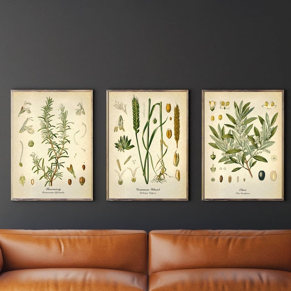 Botanical set of 3 vintage posters, Herbs Kitchen Wall decor, Rosemary Wheat Olive plant Antique illustrations, Fine art prints, Home decor