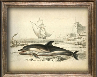 Dolphin poster, Vintage Animal art print, Sea life Antique poster, Zoology vintage wall decor, Marine wall art decor animal illustration