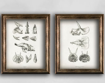 Triceratops Skull Print Set, Antique Paleontology Decor