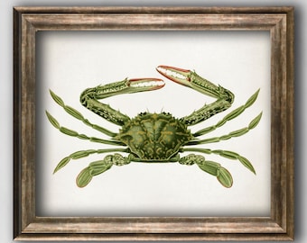 Green Crab vintage print, Carcinus maenas Science antique, Crab illustration, Zoology gift idea, Rustic Marine poster, Vintage wall art