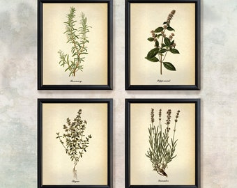 May include: Four framed botanical prints of herbs, each with a white background and black frame. The prints feature illustrations of rosemary, peppermint, thyme, and lavender.