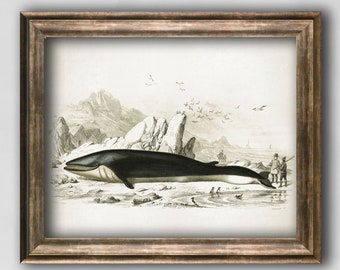 Whale poster, Vintage Marine art print, Sea life Antique poster, Zoology vintage wall decor, Marine wall art decor whale illustration