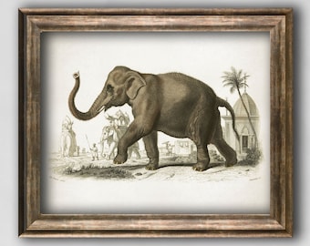 Elephant vintage poster, Animal print, Antique Elephant print, Zoology vintage wall decor, Home wall art animal illustration