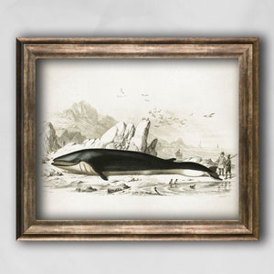 Whale poster, Vintage Marine art print, Sea life Antique poster, Zoology vintage wall decor, Marine wall art decor whale illustration 画像 1