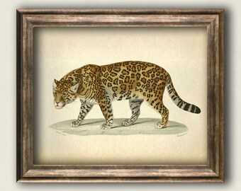 Jaguar print, Vintage Animal poster, Jaguar Antique poster, Zoology vintage wall decor, Jaguar wall art home decor animal illustration