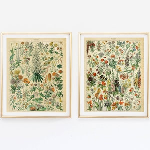 Vintage flowers botanical Prints set of 2, antique Kitchen Wall art, Fine art posters, Botanical art vintage posters Home Wall Art decor