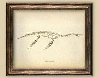 Paleontology Print, Plesiosaurus skeleton poster, Jurassic Period reptile illustration, Paleontology student gift, Dinosaur era art print