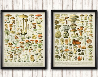 Vintage Mushroom Prints set of 2, Champignon French botanical Wall art, Fungus Fine art posters, Botanical kitchen Home Wall Art decor