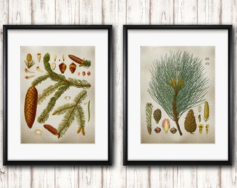 Vintage Pine Tree Botanical Prints, Set of 2, Home & Office Decor