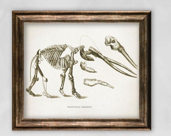 Paleontology Print, Zygolophodon poster, Mastodon Skeleton illustration, Paleontology Geology student gift, Dinosaur era print, vintage art