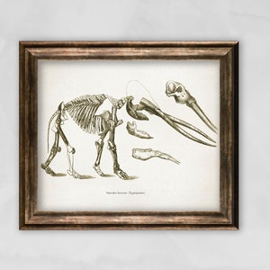 Paleontology Print, Zygolophodon poster, Mastodon Skeleton illustration, Paleontology Geology student gift, Dinosaur era print, vintage art