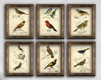Bird vintage prints - set of 6 bird posters, Ornithology Antique Wall decor, Antique Bird illustration, Fine art prints, Home art decor