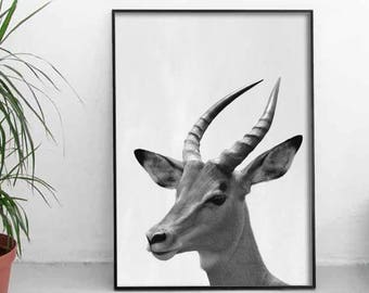 Antelope Print, Nursery Art, Home Decor, Nursery Wall Art, Animal Wall Art, Wall Decor, Animal Wall Decor, Watercolor,