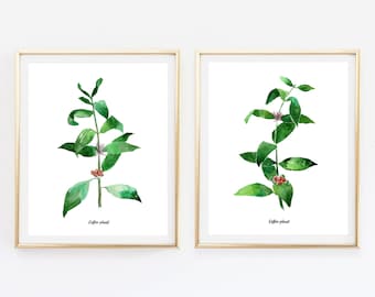 Coffee Plant Watercolor Art Print Set – Botanical Kitchen Decor