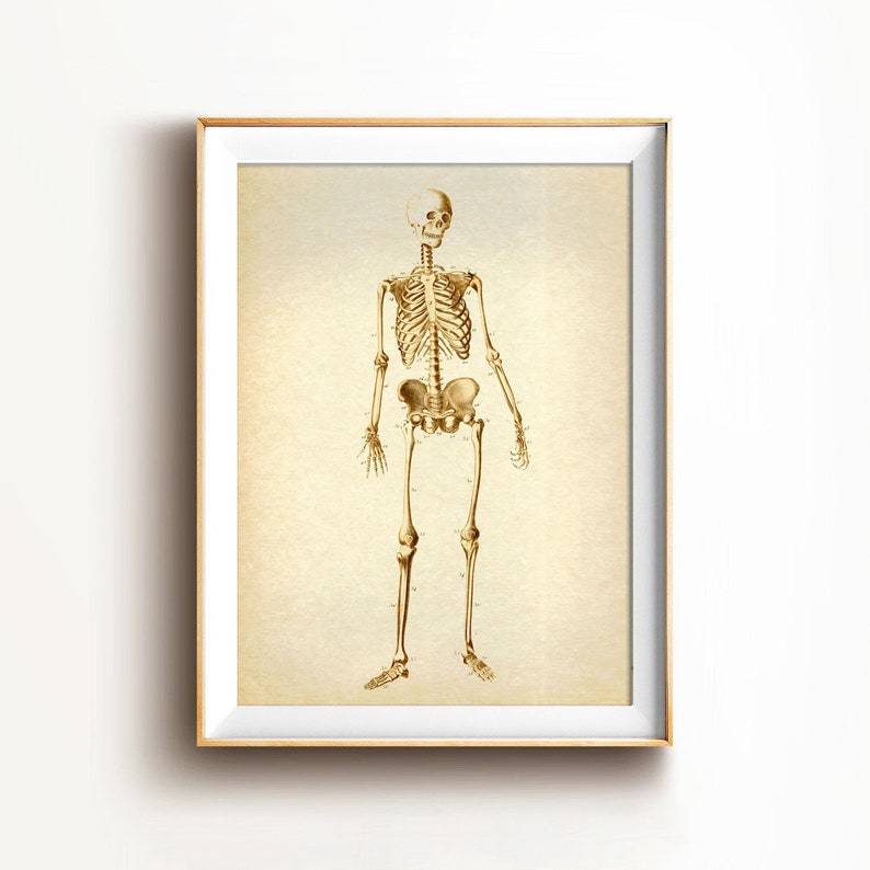 Human Skeleton print, Skeleton vintage poster, human anatomy wall decor, skeleton anatomy antique illustration, skeleton science art print image 1