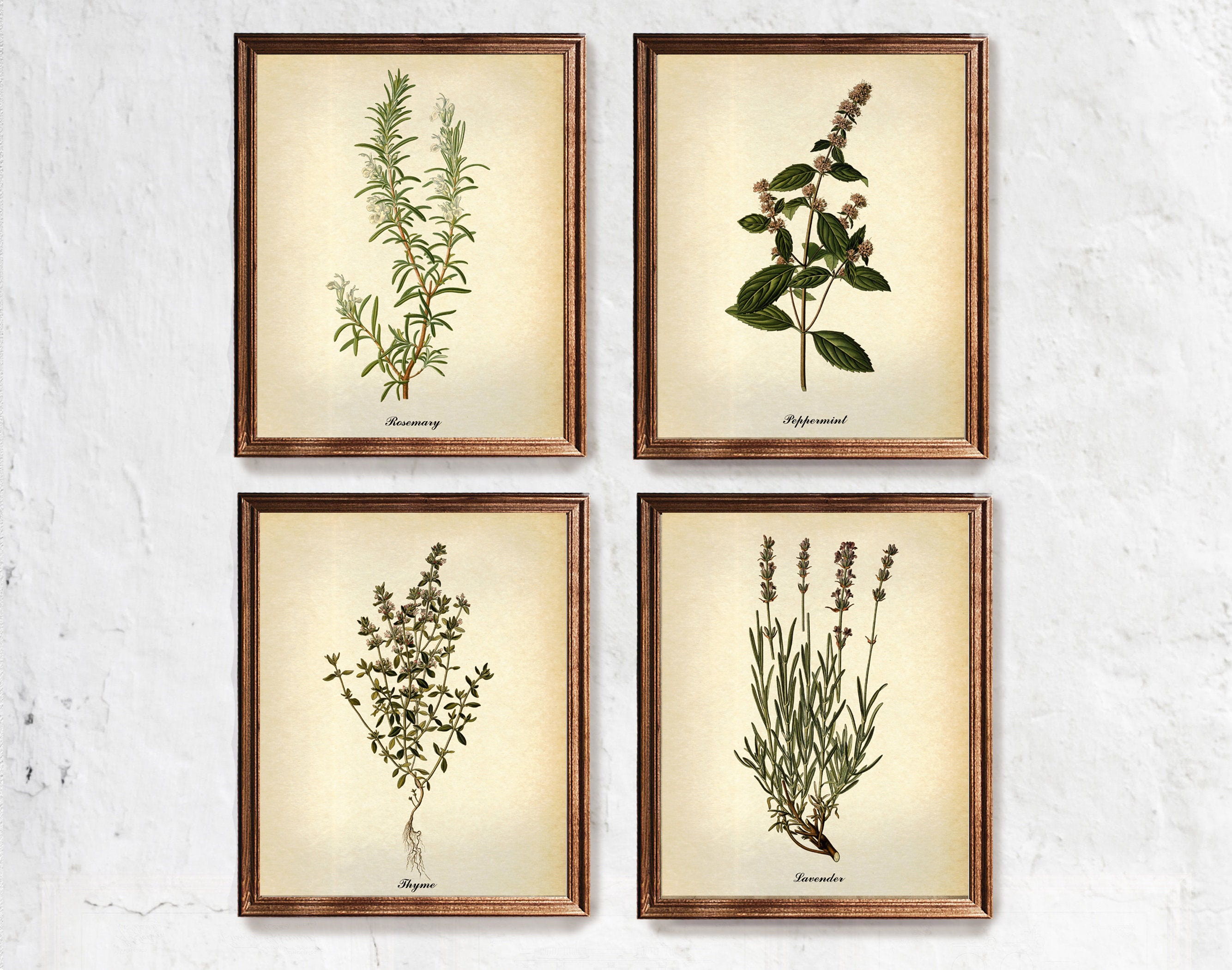 Vintage Herbs Botanical Prints, Kitchen Wall Art, Set of 4 - Etsy