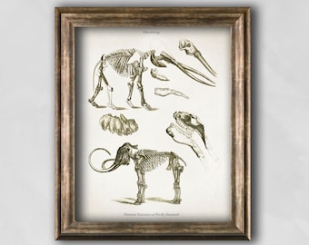 Paleontology éteint animal Print, affiche de mammouth, anatomie squelette, cadeau antique étudiant de paléontologie, impression d’ère de dinosaure, art vintage