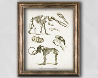 Vintage Mammoth Skeleton Print, Paleontology Anatomy Art