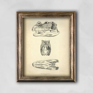 Dinosaur Ceratosaurus Paleontology Print, Fossil illustration, Paleontology vintage Antique art, Jurassic era print, Dinosaur Skull print
