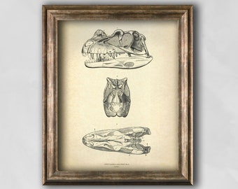 Ceratosaurus Dinosaur Skull Print, Vintage Paleontology Art