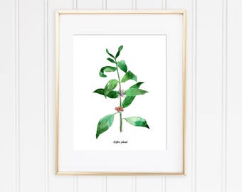 Coffee Plant Watercolor Botanical Illustration, Kitchen and Home wall art decor, Watercolor Poster, Botanical Print, Coffee Kitchen decor