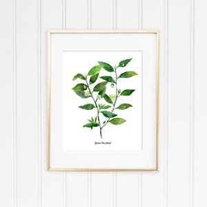 Café, thé plantes lot de 2 Illustrations botaniques de laquarelle, aquarelle cuisine affiche, café, thé vert les plantes Illustrations, WallArt image 3