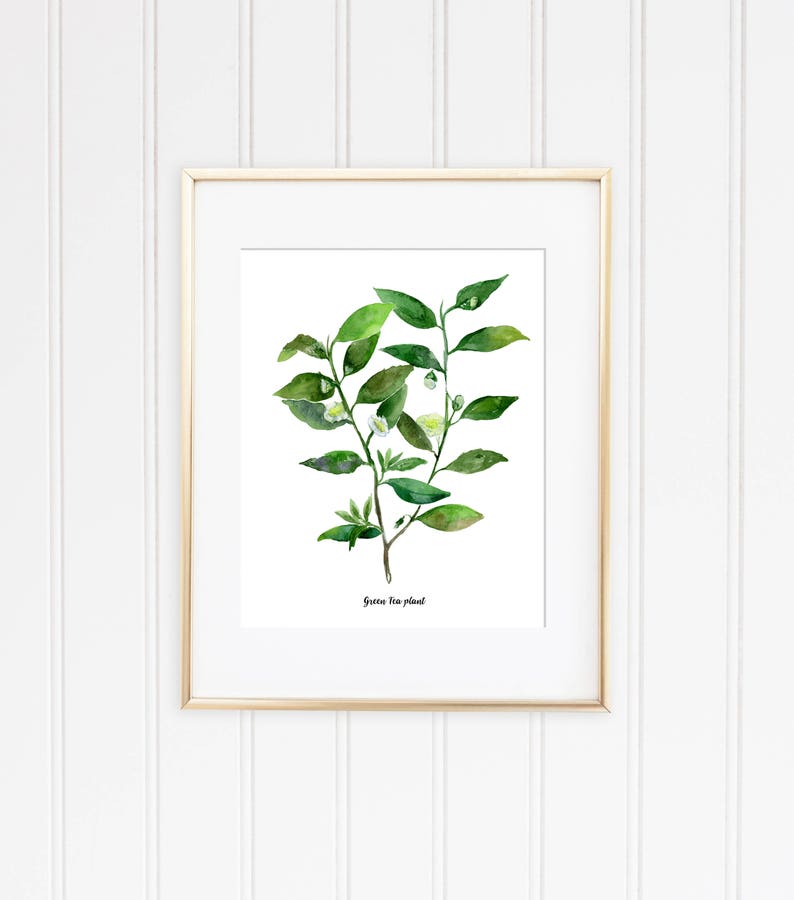 Café, thé plantes lot de 2 Illustrations botaniques de laquarelle, aquarelle cuisine affiche, café, thé vert les plantes Illustrations, WallArt image 3