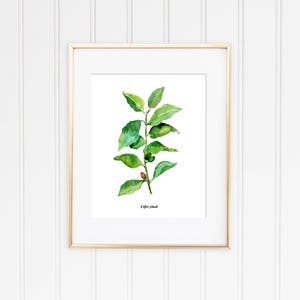 Café, thé plantes lot de 2 Illustrations botaniques de laquarelle, aquarelle cuisine affiche, café, thé vert les plantes Illustrations, WallArt image 2