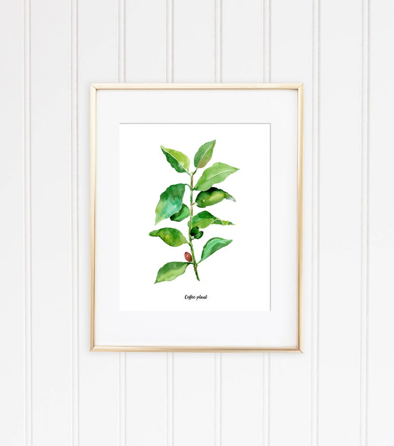 Café, thé plantes lot de 2 Illustrations botaniques de laquarelle, aquarelle cuisine affiche, café, thé vert les plantes Illustrations, WallArt image 2