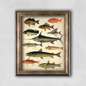 Fishing vintage Print, Fish Species art poster, Ocean fish antique illustration, Fish types print, Vintage fish poster, Fishing gift idea