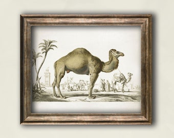 Camel poster, Animal art print, Camel Antique poster, Zoology vintage wall decor, Animal Home wall art decor animal illustration