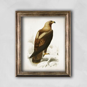 Pu&ograve; includere: Stampa vintage incorniciata di un'aquila reale. L'opera raffigura l'aquila di profilo, appollaiata su una superficie innevata. L'uccello ha piume marroni e beige, un becco giallo e uno sguardo attento. La cornice &egrave; marrone.