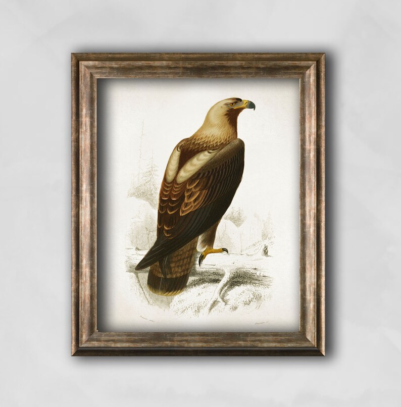 Pu&ograve; includere: Stampa vintage incorniciata di un'aquila reale. L'opera raffigura l'aquila di profilo, appollaiata su una superficie innevata. L'uccello ha piume marroni e beige, un becco giallo e uno sguardo attento. La cornice &egrave; marrone.