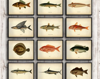 Fishing prints - set of 12 prints, Fishing poster, Angling print, Fish species antique illustration, Fine art poster, Home & Office decor