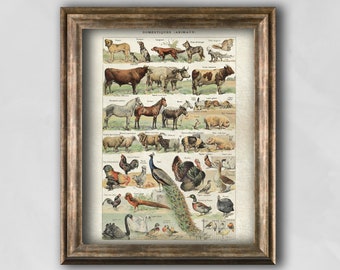 Domestic Animals Chart, Farm Animals poster, Farmhouse wall décor, Vintage Animals print, French illustration, Antique wall art, home décor