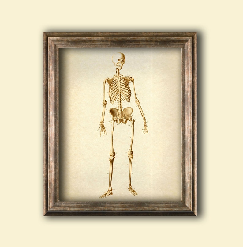 Human Skeleton print, Skeleton vintage poster, human anatomy wall decor, skeleton anatomy antique illustration, skeleton science art print image 2